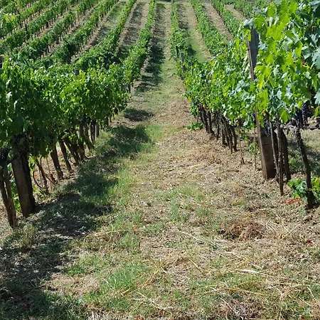Farm stay Paradisino Musico
