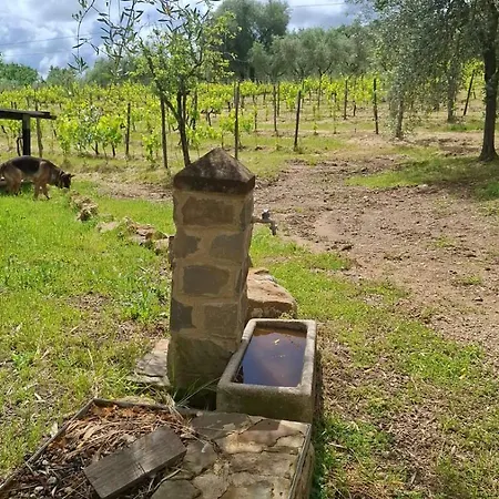 Paradisino Musico