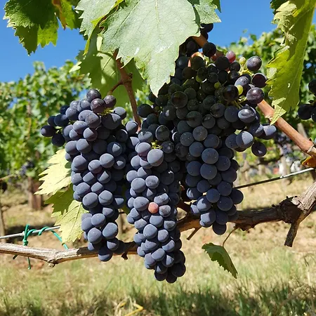 Paradisino Musico Alloggio per agriturismo Montalcino